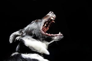 La dysplasie temporo-mandibulaire du chien