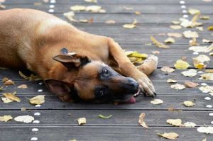 L'éducation du Malinois