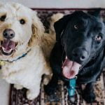 Elever plusieurs chiens ensemble