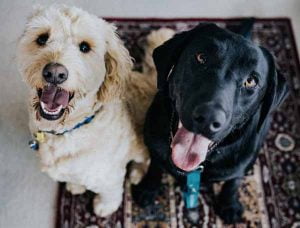 Elever plusieurs chiens ensemble