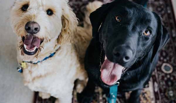 Elever plusieurs chiens ensemble