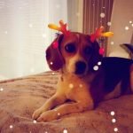 Filtre Snapchat pour chien