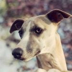 L'hémangiosarcome chez le chien