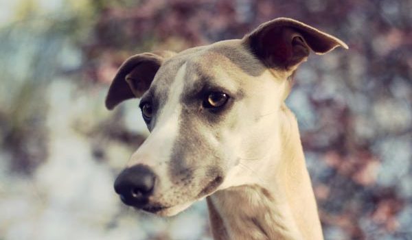 L'hémangiosarcome chez le chien