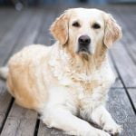 L'ichtyose chez le chien