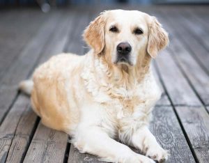 L'ichtyose chez le chien