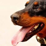 La maladie de von Willebrand chez le chien