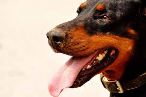 La maladie de von Willebrand chez le chien