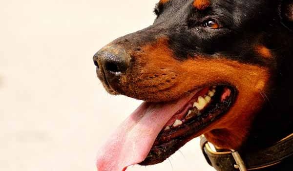 La maladie de von Willebrand chez le chien