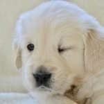 La microphtalmie du chien