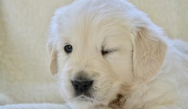 La microphtalmie du chien