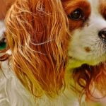 La myosite des muscles masticateurs chez le chien