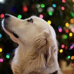 Faire plaisir à son chien à Noel