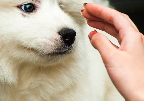 chiot mignon samoyede