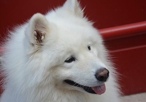 samoyede dressage