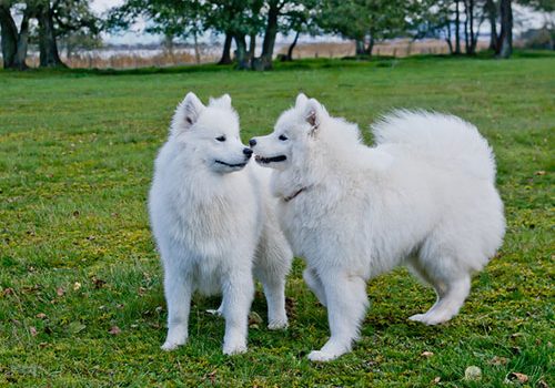 samoyede élevage