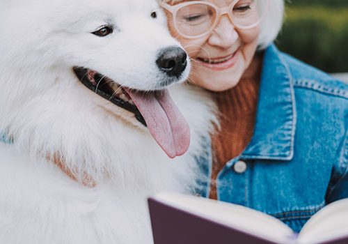 samoyede calme et gentil