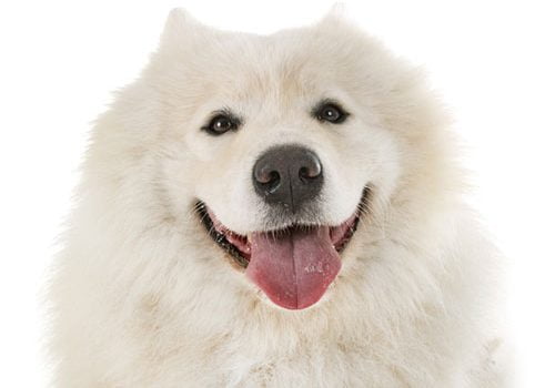 samoyede sourire