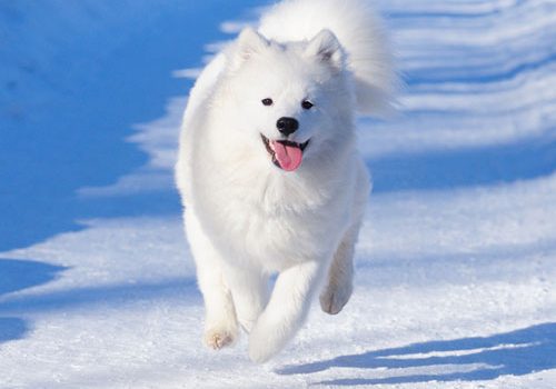 samoyede sport canin