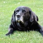 Le syndrome confusionnel du chien âgé