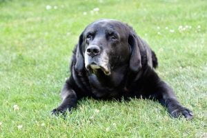 Le syndrome confusionnel du chien âgé
