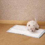 Le tapis de propreté pour chien