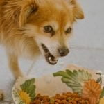 L'alimentation du chien diabétique