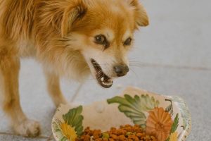 L'alimentation du chien diabétique