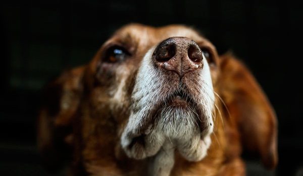 L'ataxie chez le chien