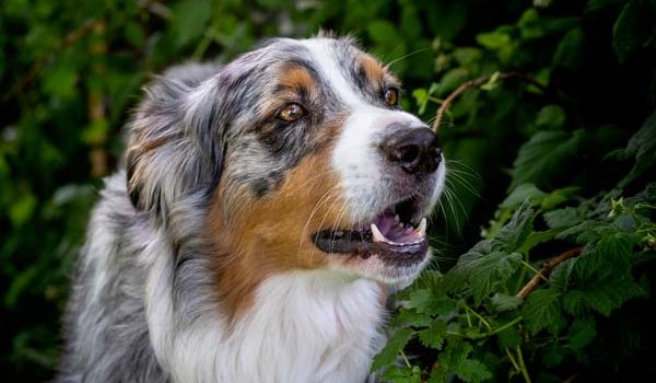 Les Races De Chiens Préférées Des Français En 2018