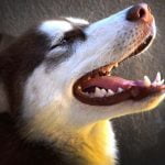 Les caries chez le chien