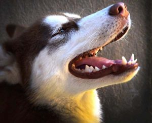 Les caries chez le chien