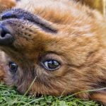 Mon chien est bizarre