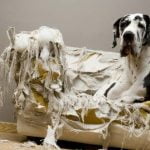 Un chien destructeur