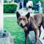 Mon chien gratte le sol