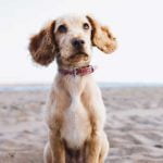 Le hoquet chez le chien