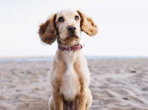 Le hoquet chez le chien