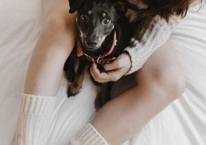 Chien détecteur de paludisme