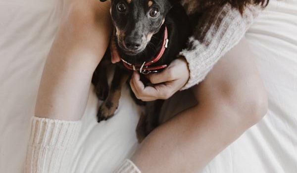 Chien détecteur de paludisme