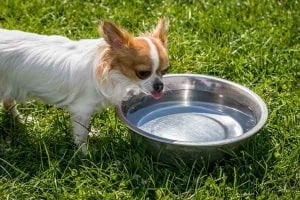 Le diabète sucré chez le chien