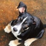 Le distichiasis du chien