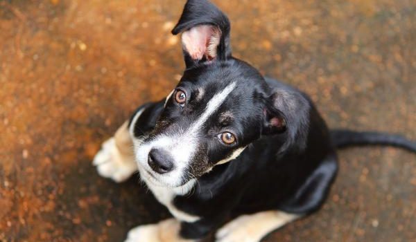 Le distichiasis du chien