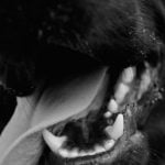 L'épulis chez le chien