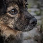 La fausse couche chez la chienne