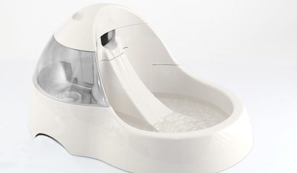 Fontaine à eau pour chien