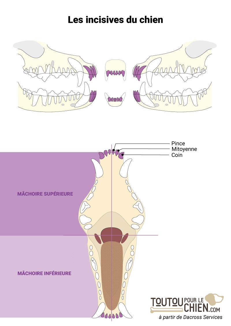 Dentition du chien : nombre, nature des dents et normocclusion du