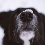 Les phéromones chez le chien