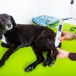 La thérapie au laser chez le chien