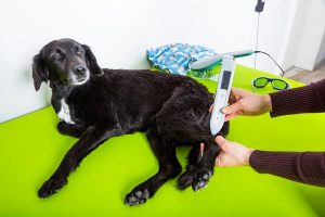 La thérapie au laser chez le chien
