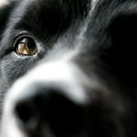 L'ulcère de la cornée du chien